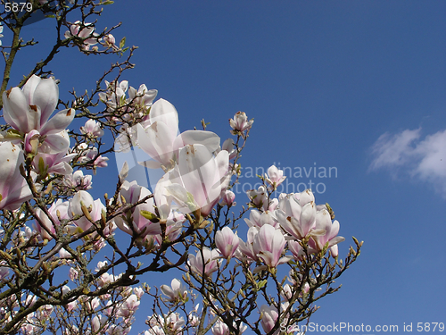 Image of magnolia and cloud