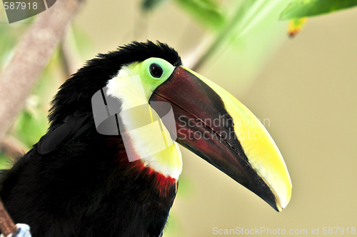 Image of Chestnut Mandibled Toucan