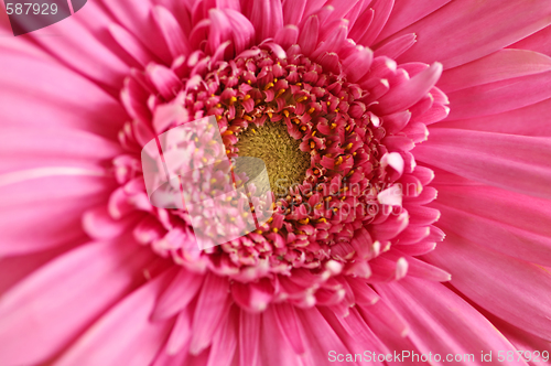 Image of Gerbera flower