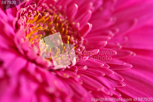 Image of Gerbera flower