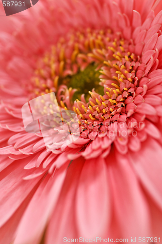 Image of Gerbera flower