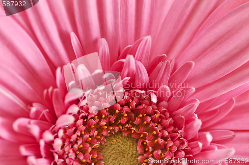 Image of Gerbera flower