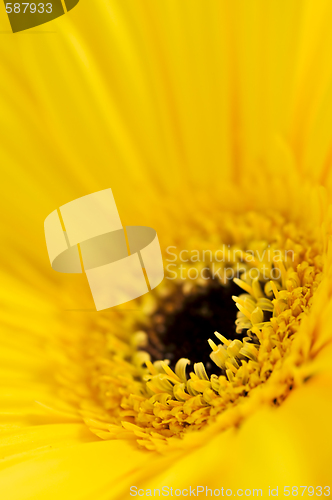 Image of Gerbera flower