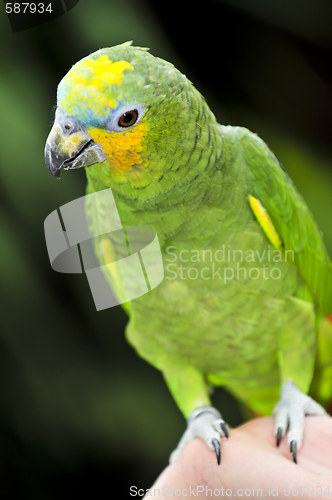 Image of Yellow-shouldered Amazon parrot