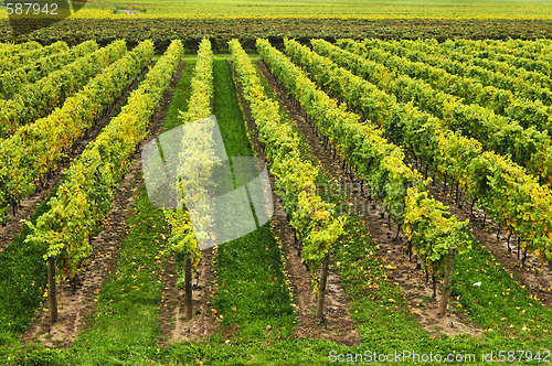 Image of Vineyard