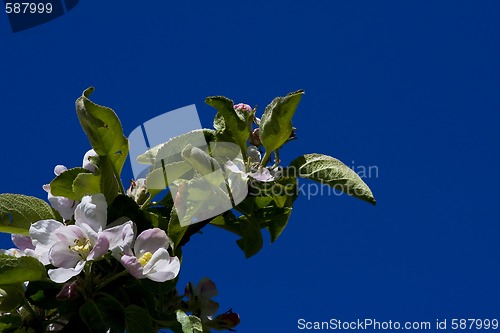 Image of appleblossom