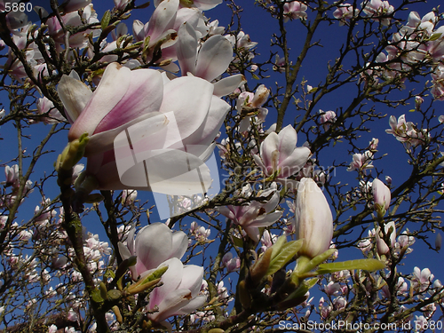 Image of magnolia and cloud