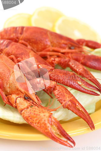 Image of crawfish