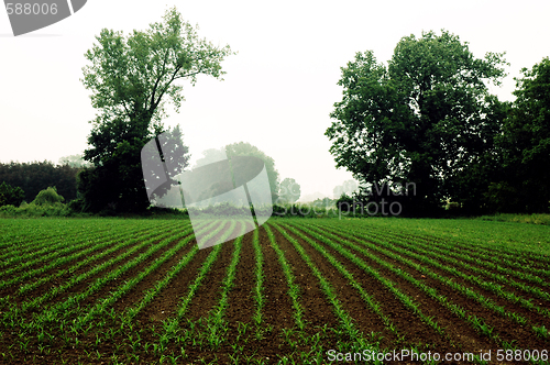 Image of GREEN GRASS