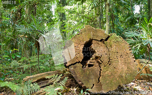 Image of tree cut in rainforest