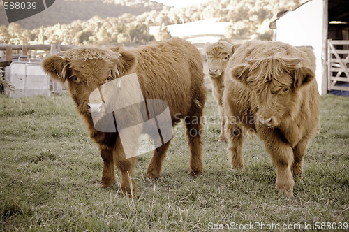 Image of highland cows on the farm