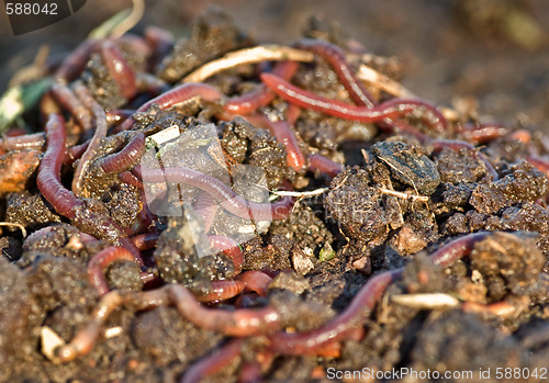 Image of worms in the garden dirt