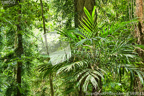Image of beauty of the rainforest