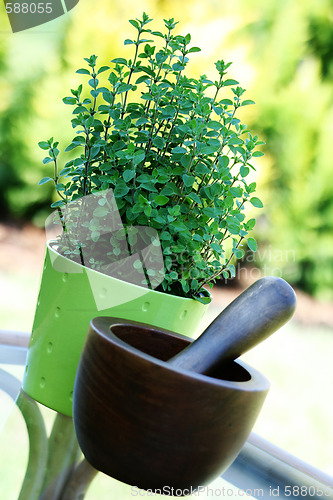 Image of pot of oregano