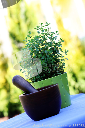 Image of pot of oregano