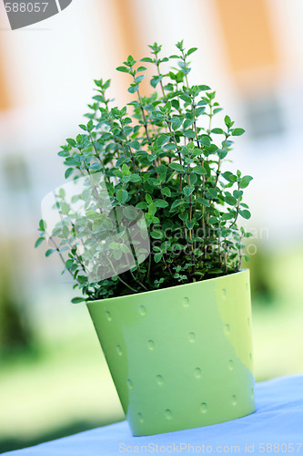 Image of pot of oregano