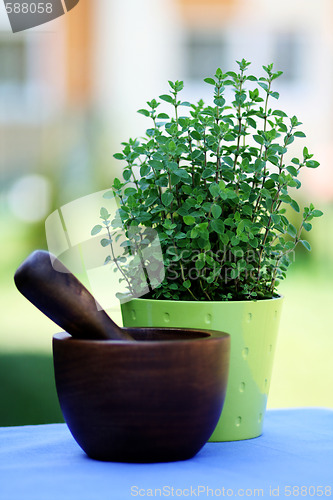 Image of pot of oregano