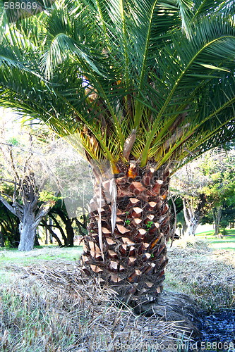 Image of Small Tropical Palm Tree