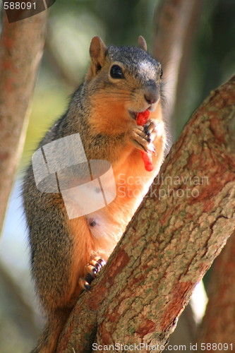 Image of Squirrel Eating Cheese Puff