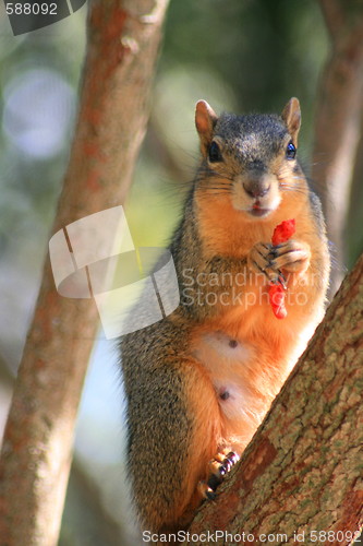 Image of Squirrel Holding Cheese Puff