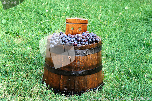 Image of Grapes in wood barrel