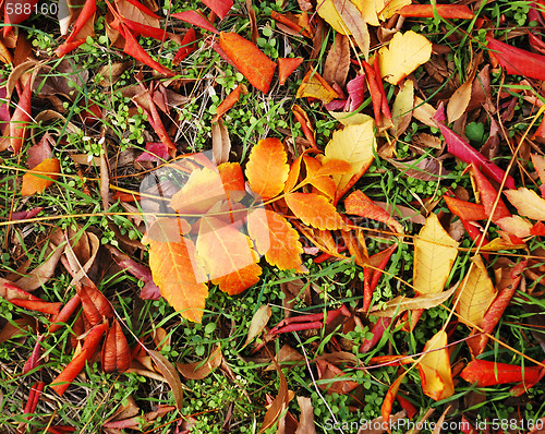 Image of Autumn leaves