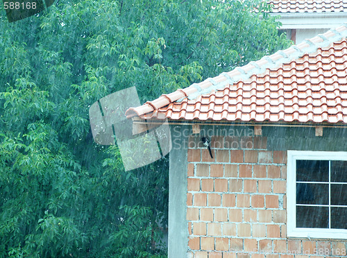 Image of Rainy day and hiding bird