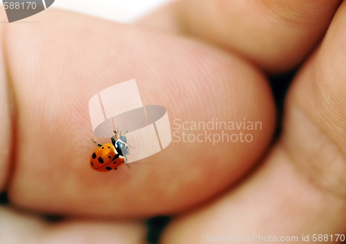 Image of Ladybird on hand