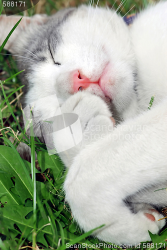 Image of sleeping cat