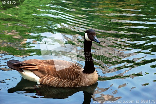 Image of Bird on water