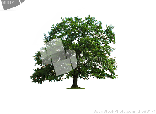 Image of Oak tree isolated
