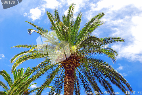 Image of Palm over blue sky