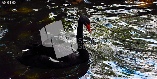 Image of Bird on water