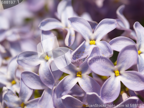 Image of lilac blossoms