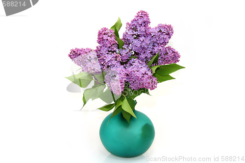 Image of Purple lilac branch