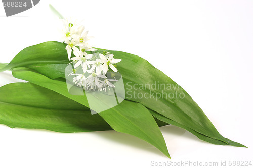 Image of Bear's garlic