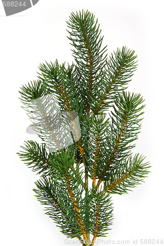 Image of Fir tree branch