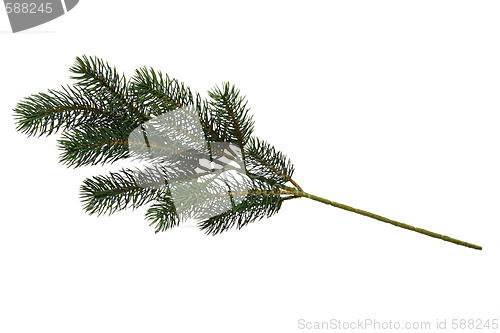 Image of Fir tree branch