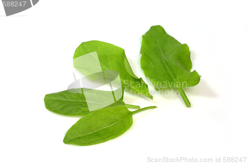 Image of Garden sorrel