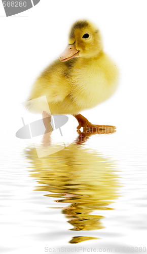 Image of duckling