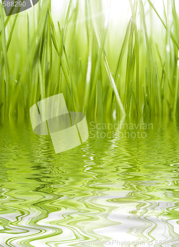 Image of green grass