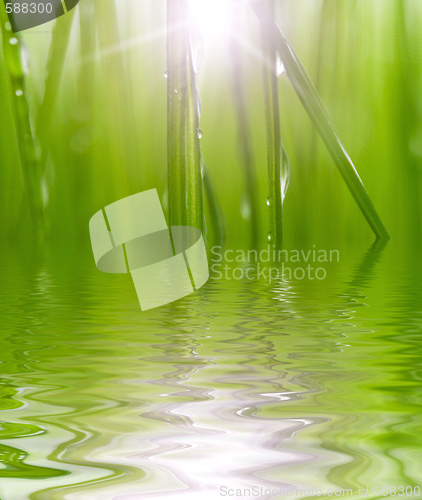 Image of nature