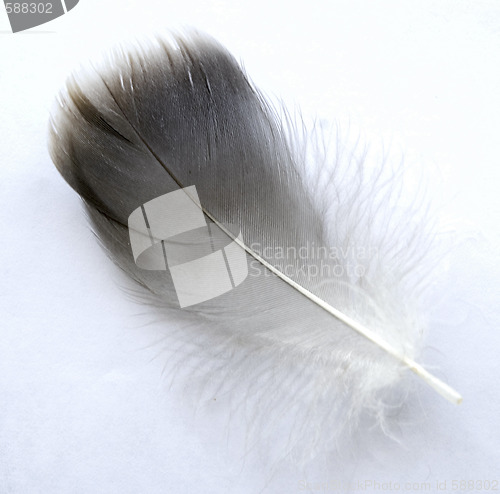 Image of feather