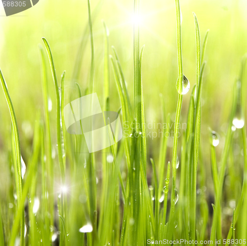 Image of drops