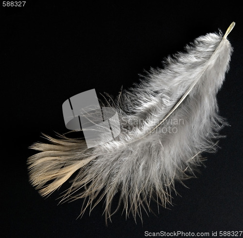 Image of feather