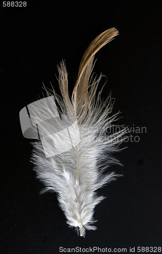 Image of feather