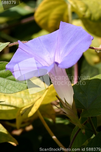 Image of Purple Morning Glory