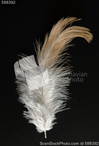 Image of feather