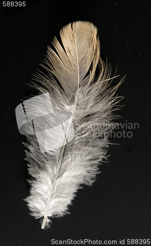 Image of feather