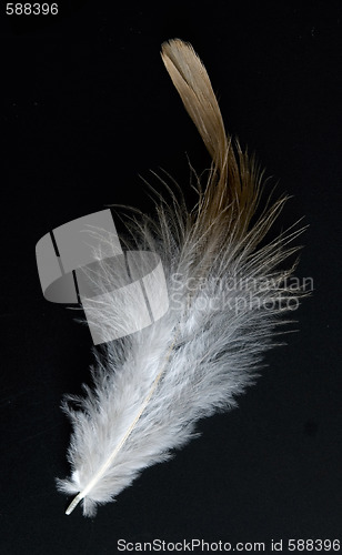 Image of feather